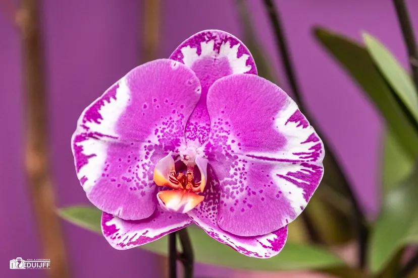 435739972 25320395930908532 2778323258109591325 n