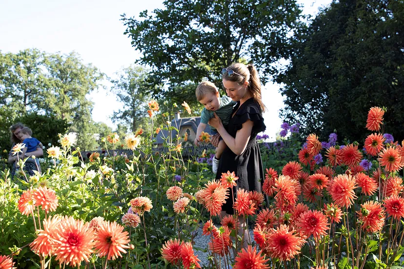 dahlias bij kasteel keukenhof