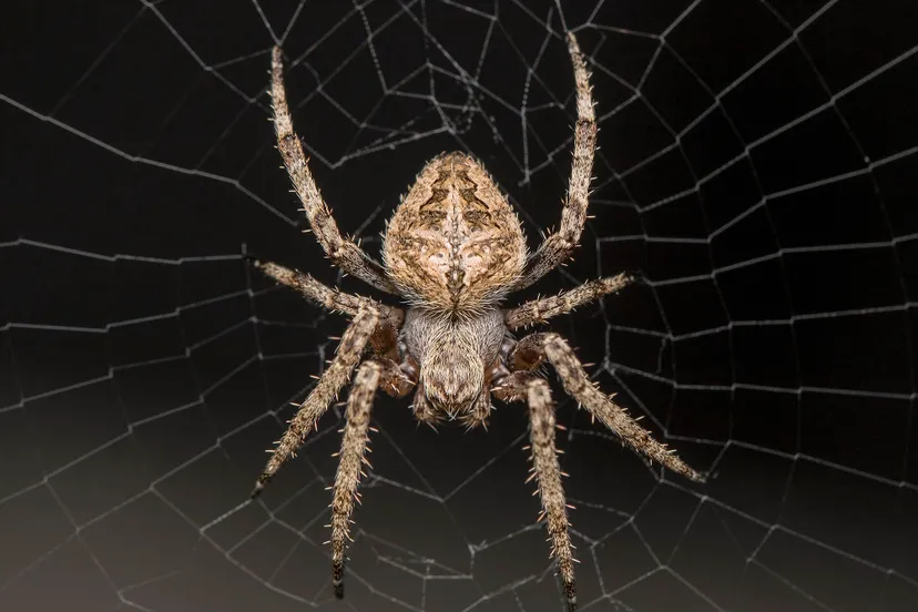 fauna material invertebrate spider web close up spider 364917 pxherecom kopieren 2