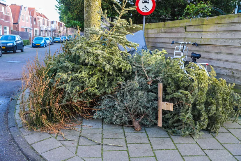 kerstbomen2