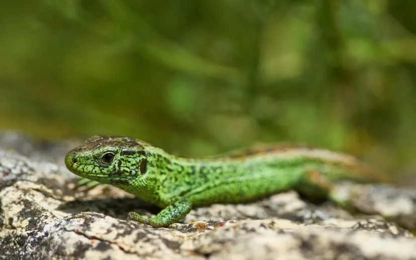 lizard 6281757 1920 915x518 1