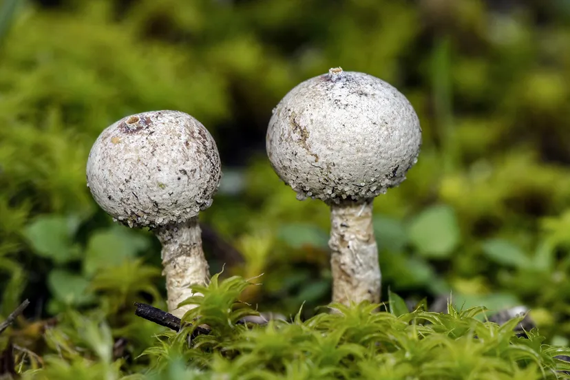 stuifbal sytske dijksen kopieren