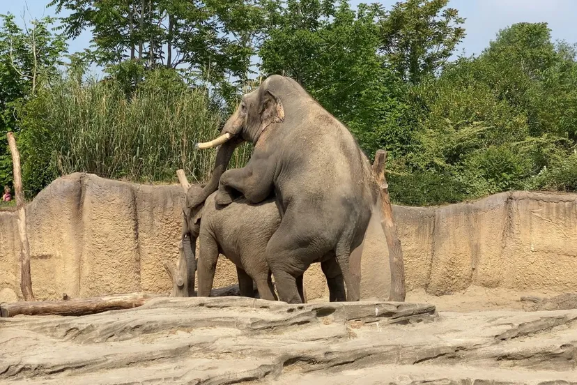 thumbnail dekking 3 juni 2020