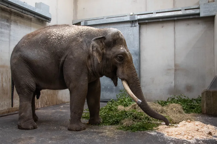 timber in de stal wildlands