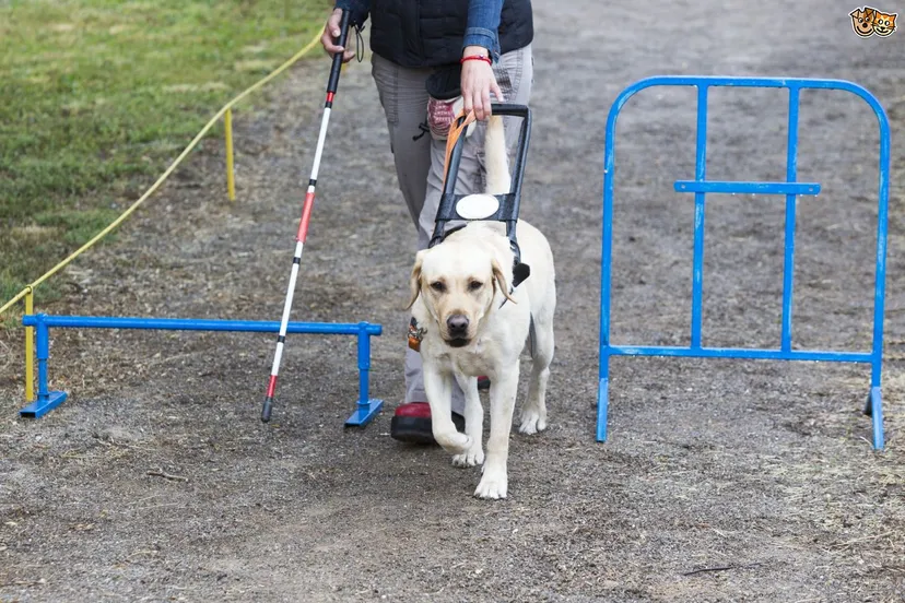 what are guide dogs for the blind taught to do 560bba69b8ce2