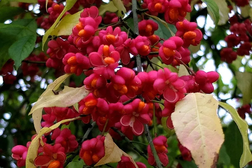 wilde kardinaalsmuts theo baas1 kopieren