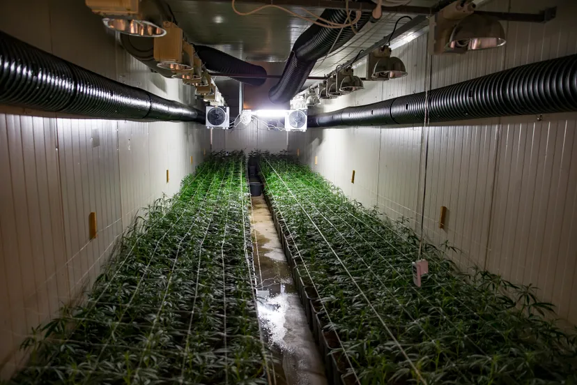 03212017 hennepkwekerij made 1000