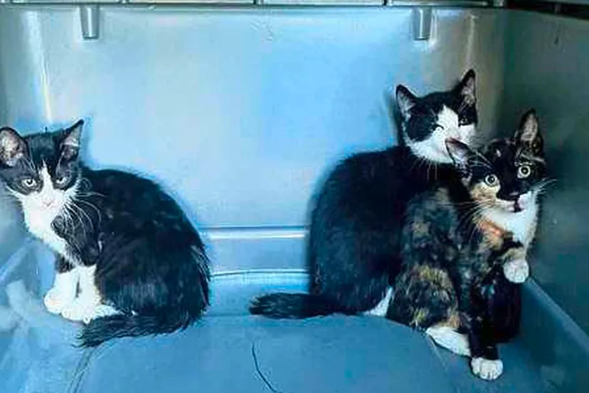 de628cbc 4ce7 11ef 8823 8a82638b78ac