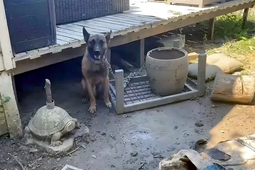 in beslag genomen hond politie denoiseai standard