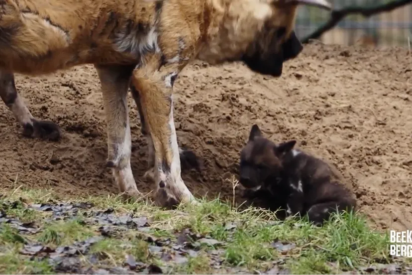 schermafbeelding 2022 01 10 om 124904