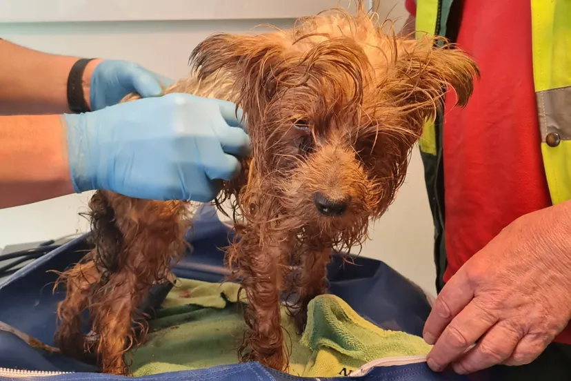 schermafbeelding 2023 04 07 om 125548