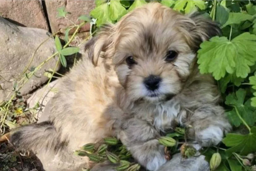 schermafbeelding 2025 07 02 om 181036jpg