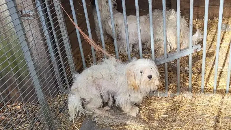Verwaarloosde honden Berkel Enschot Politie