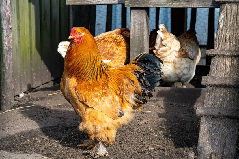 2021-03-20_Reality_Photo_Kippen_32