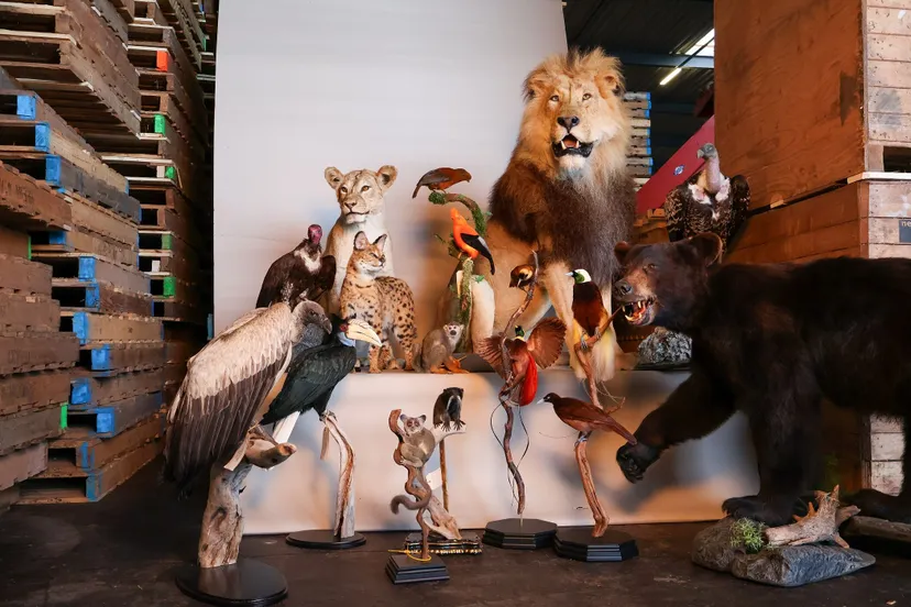 Thunder gieren44 rotshanen44 paradijsvogels44 apen (1)