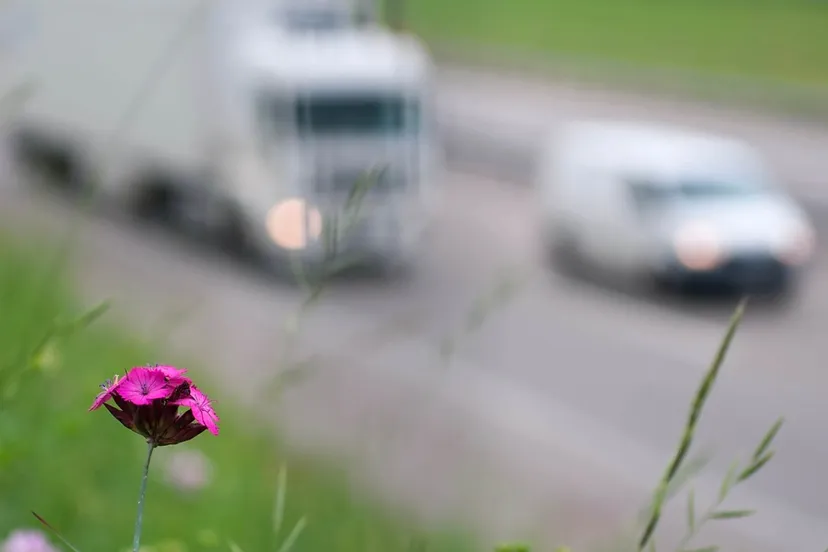 bloem snelweg