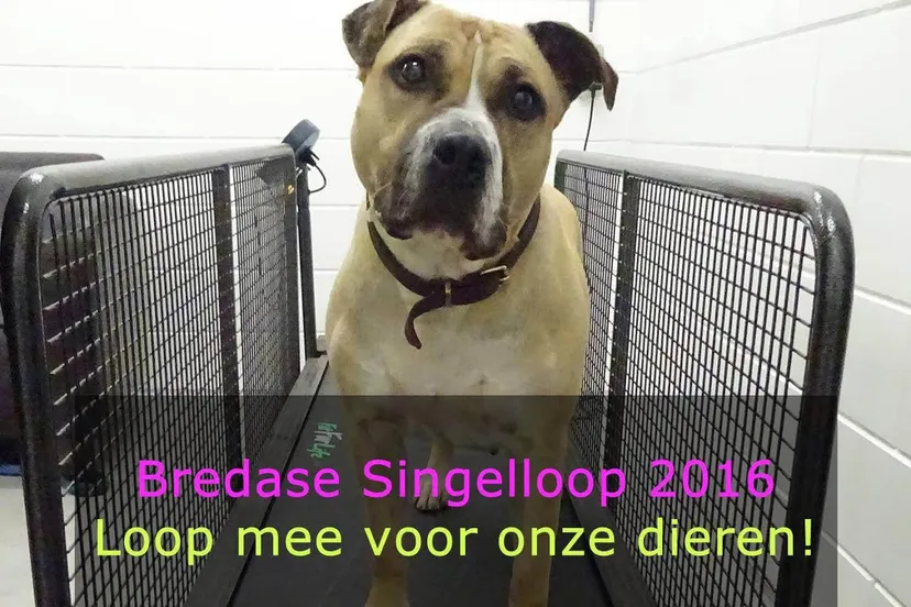 bredase singelloop voor de dieren