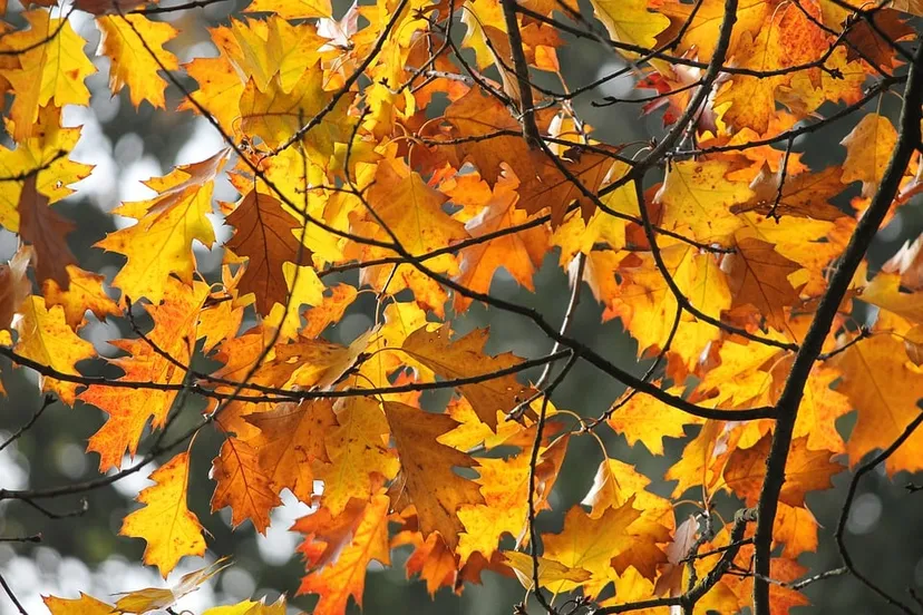 herfst in nederland