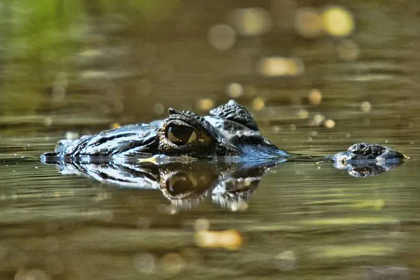 Orinoco Krokodil door Denis Doukhan