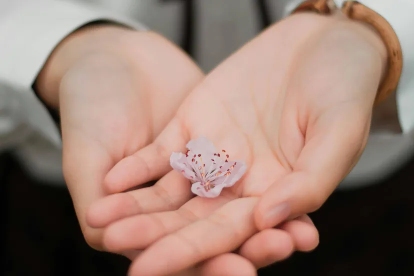 pexels-pixabay-460295