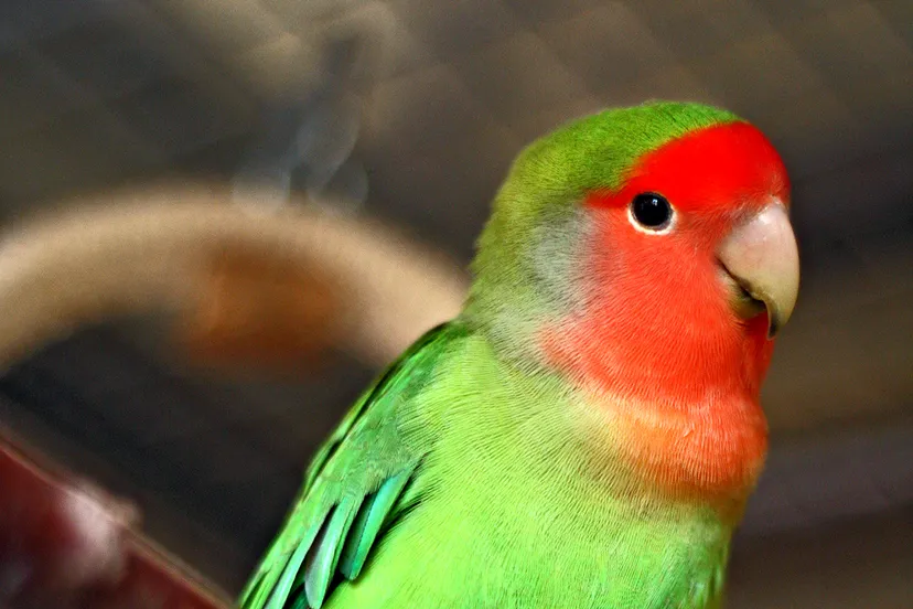 agapornis roseicollis peach faced lovebird pet on perch