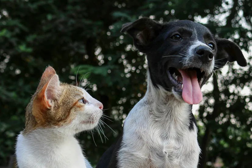 anusha barwa ppkcyi1cxci unsplash kopieren