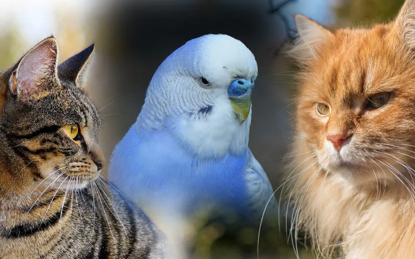 combi pixabay vermiste dieren 915x518 1