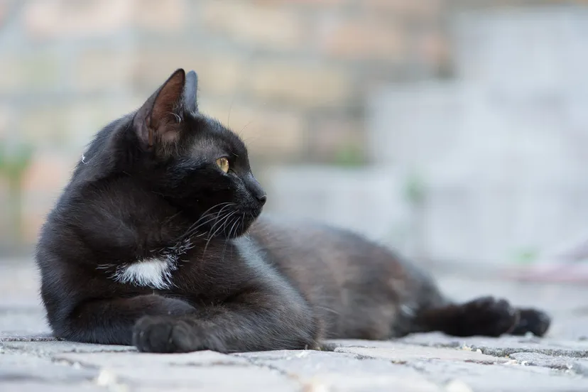 domestic cat 2819943 1920 kopieren