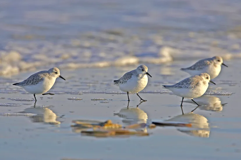 drieteenstrandlopers door johan krol