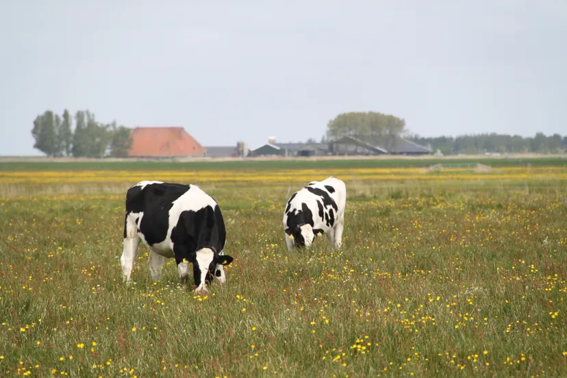foto kruidenrijk gras fotograaf bianca domhof 1