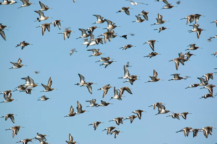 grutto 02 wgm doorn meyne r