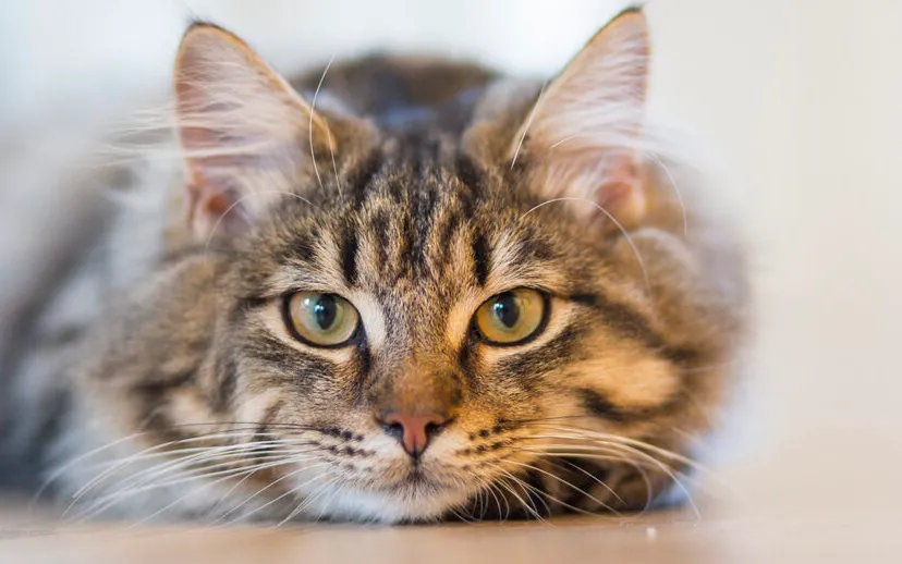 image from rawpixel id 3337598 original 915x518 1