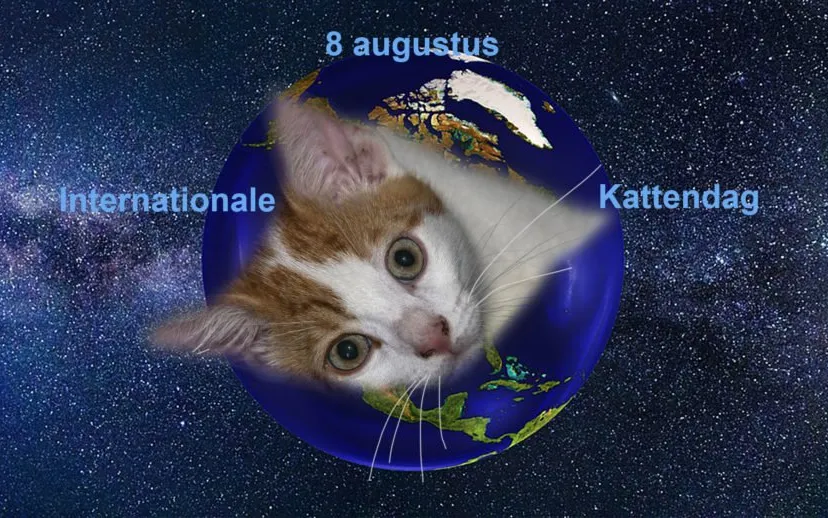 kattendag uitgelicht1 915x518