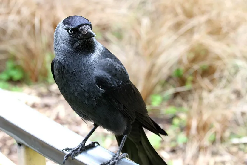 kauw wim meijer fotografie