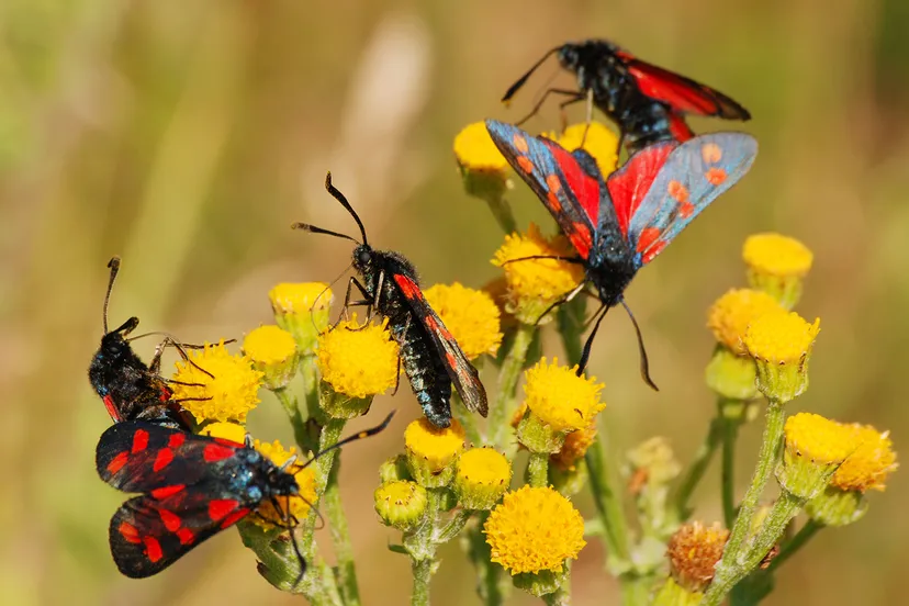 margreet frowijn sintjansvlinders 010813 0992 1