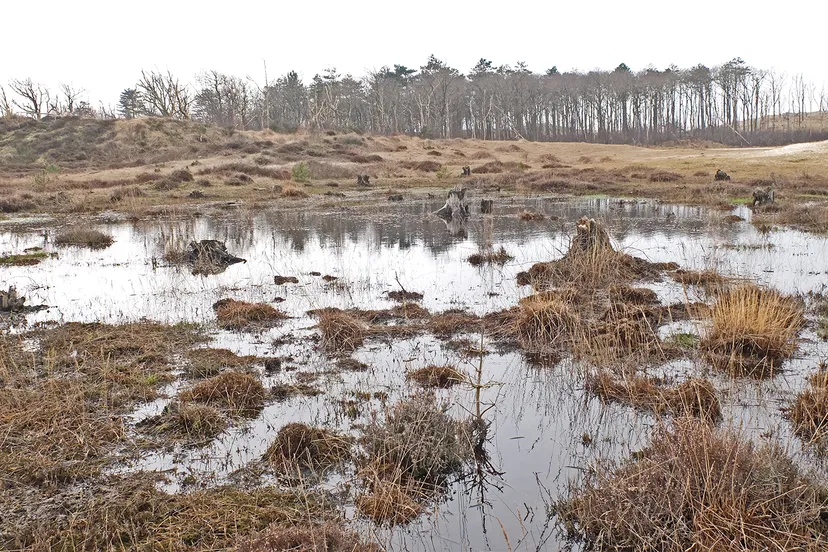 schoorl mariavlakte foto theo baas