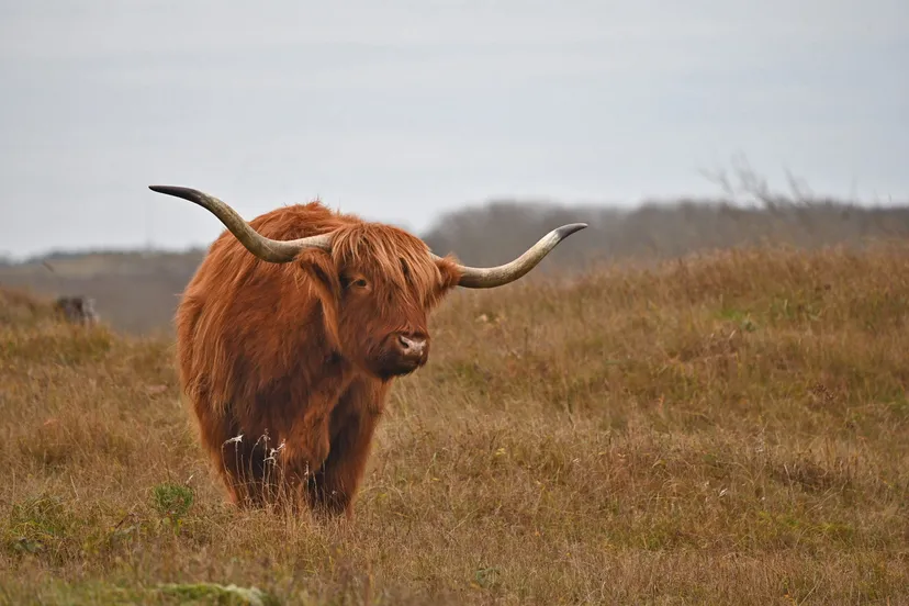 schotse hooglander door linda schulz 1