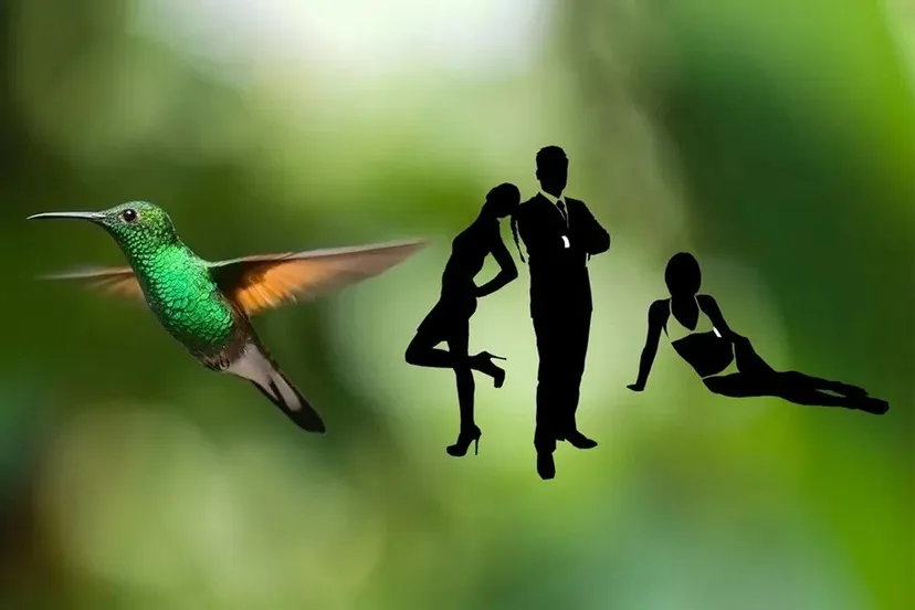 kolibri bond