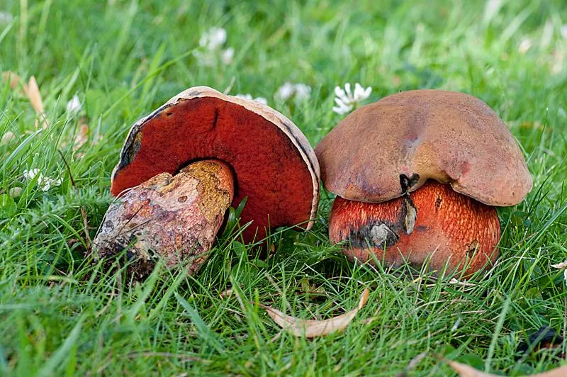 netstelige heksenboleet_Hans Adema