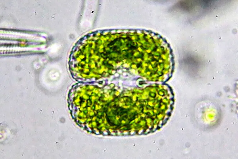 unnamed (20) kopiëren