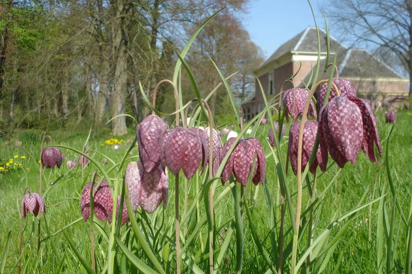 kievitsbloem april 11