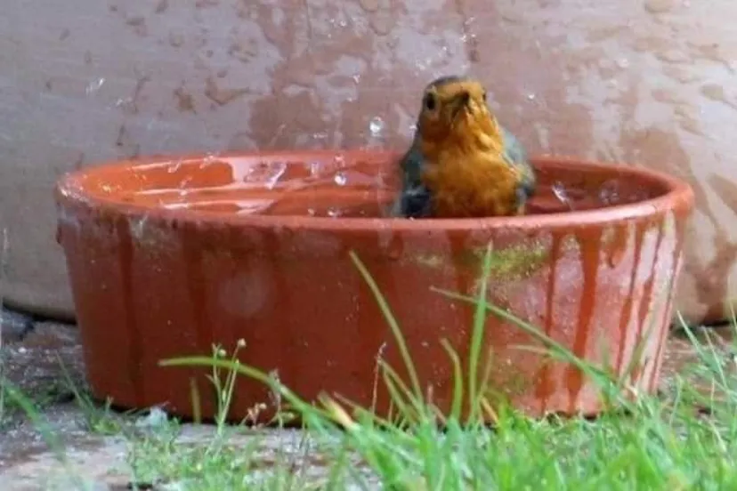 dierenmbulance vogels