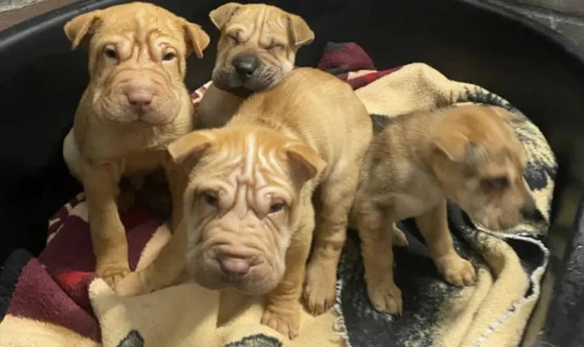 shar pei