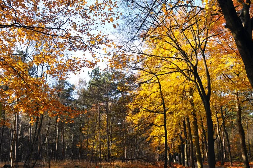 20171118 loon op zand herfst jst2442