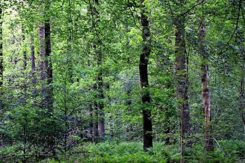 20180514 zundert natuur jst7915 470x307 1024x669 1024x669