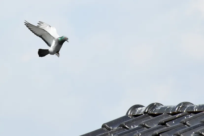 20190518 zundert sport jst6290