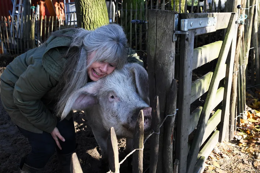 20191130 strijbeek varken jst5142 236x150