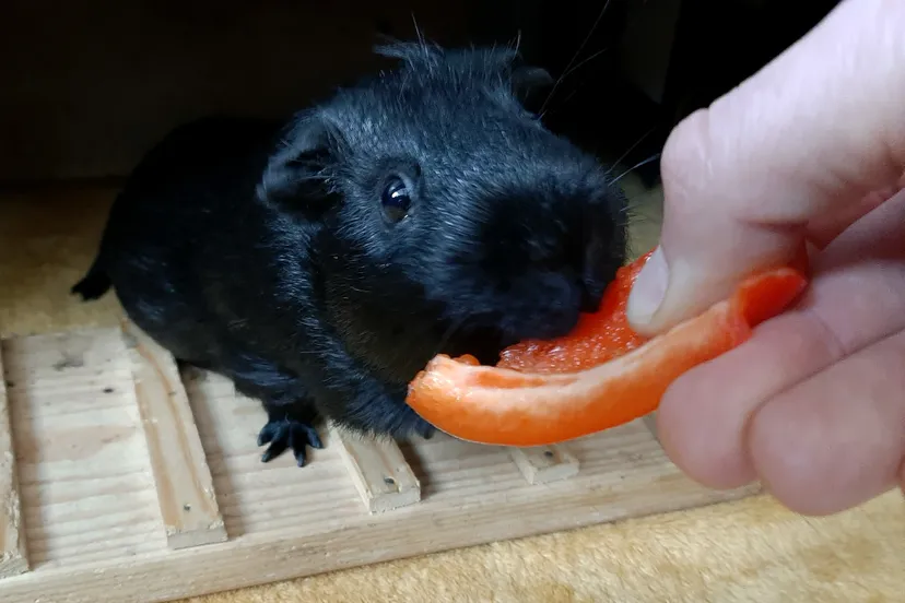 20201004 cavia 132826