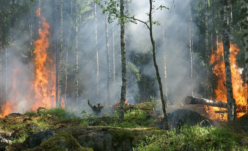 20210323 bosbranden pix