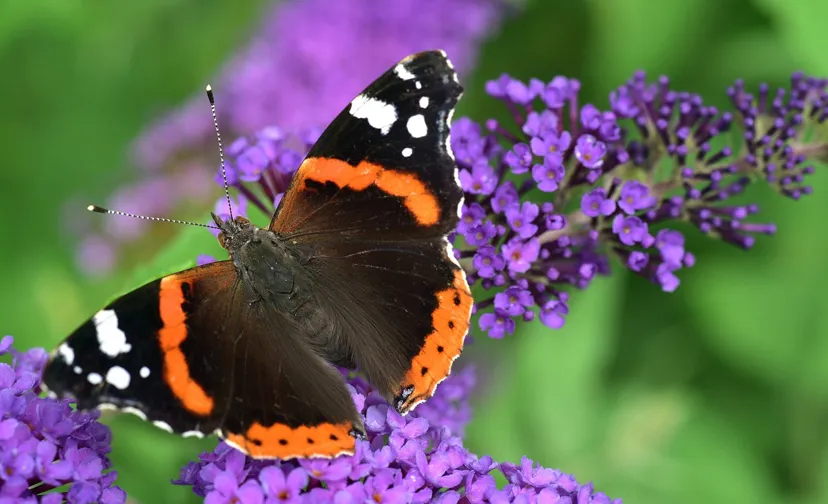 20210702 atalanta pix